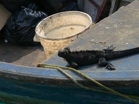 IMG_4251