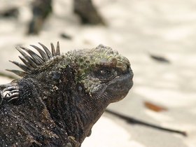 Galapagos