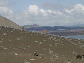IMG_4529