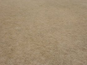 IMG_8595