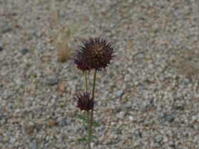 IMG_3599