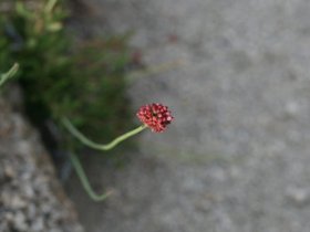 IMG_3646
