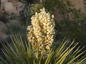 IMG_3661