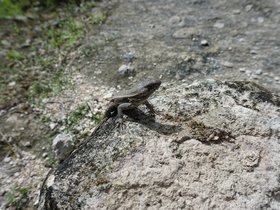 DSC00220